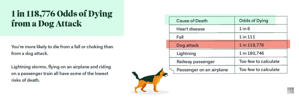 dog bite fatality infographic