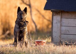 dog chained next to dog house