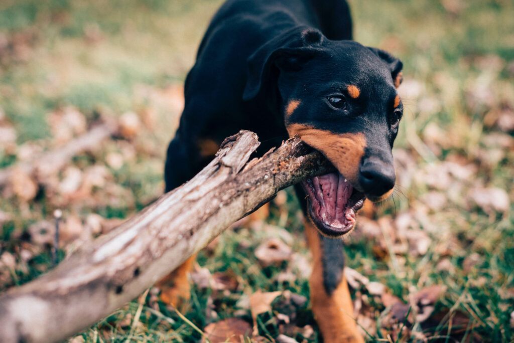 dog grabbing stick