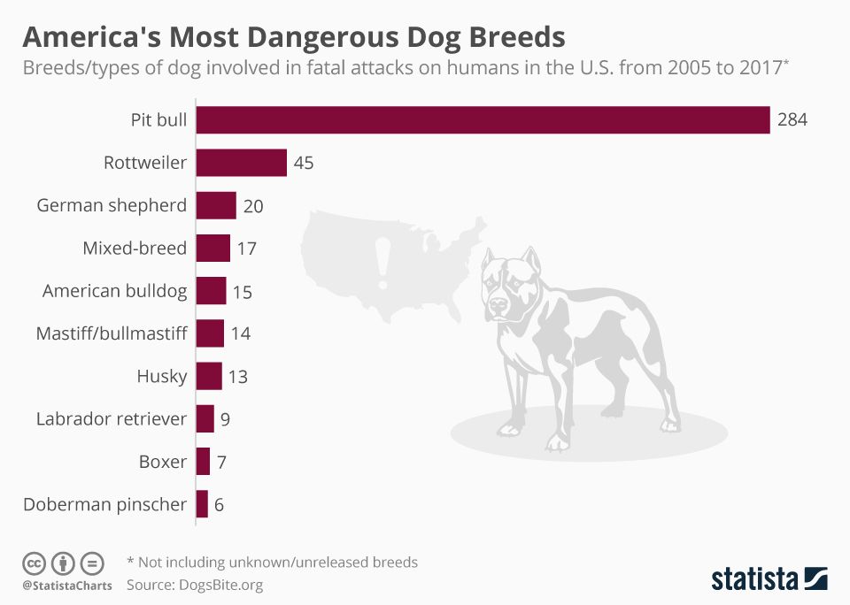 dog bite infographic