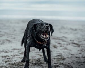 Wet black Labrador barking on a beach, showing its teeth and standing on wet sand near the shoreline.