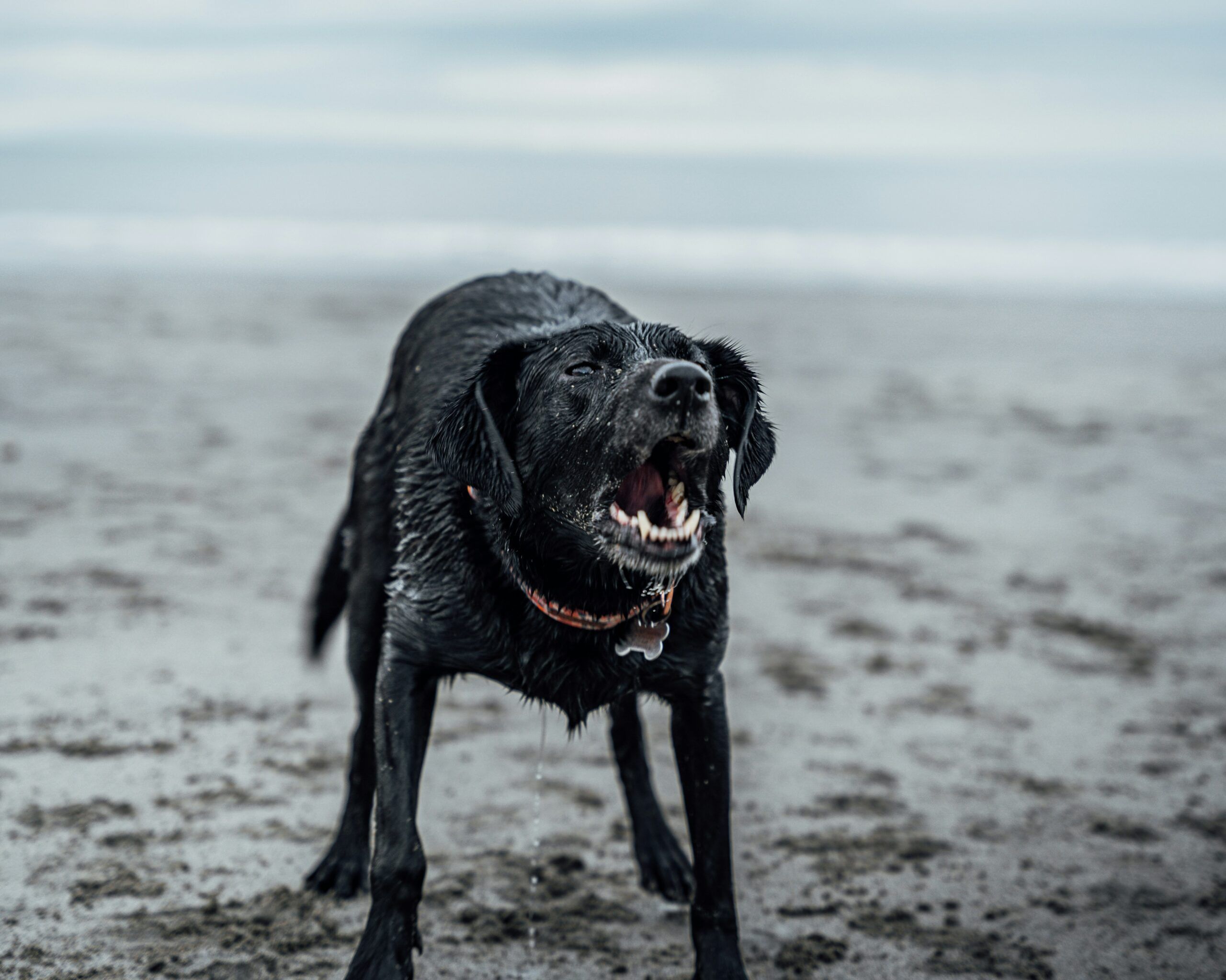 Wet black Labrador barking on a beach, showing its teeth and standing on wet sand near the shoreline.
