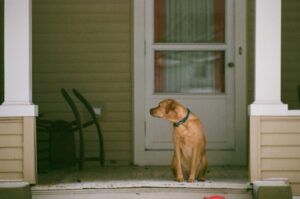 A tan colored dog sits on a covered front porch, looking to one side. He is collared but unleashed.